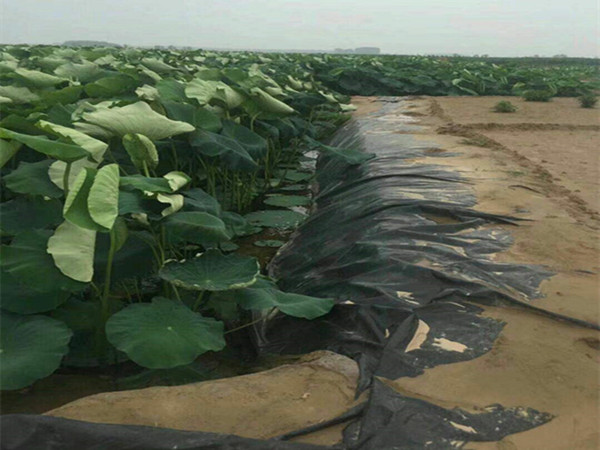 蓮藕防滲膜圖片第2張-盈旭土工材料